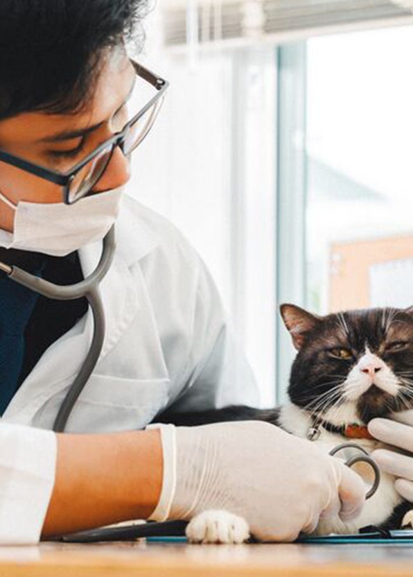 Vet with a cat